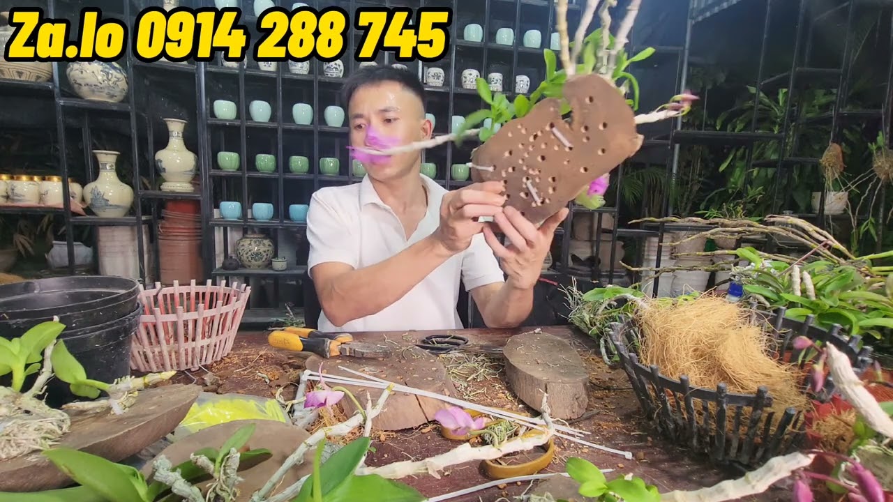 Cách Trồng Hoa Lan Trầm Tím - Lan Phi Điệp Đơn Giản Hiệu Quả - Nam Xe Lăn