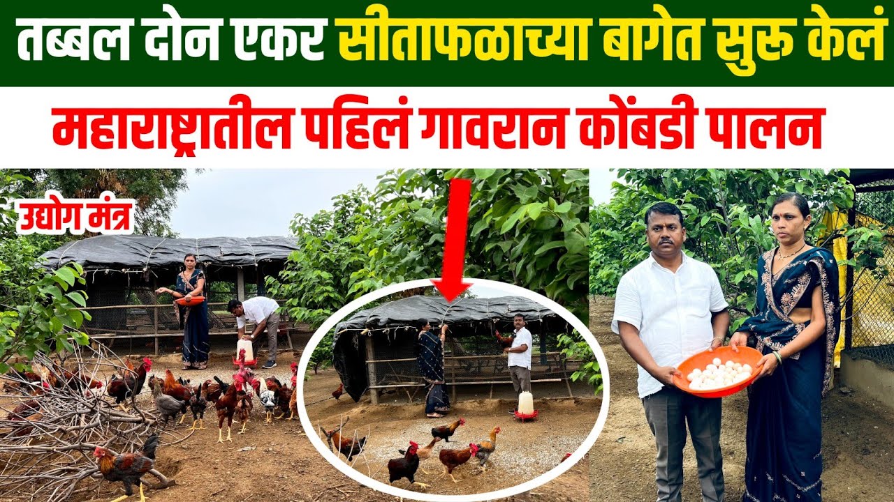 दोन एकर सीताफळाच्या बागेतील गावरान कोंबडी पालन | गावरान कोंबडी पालन | gavaran kombadi palan |