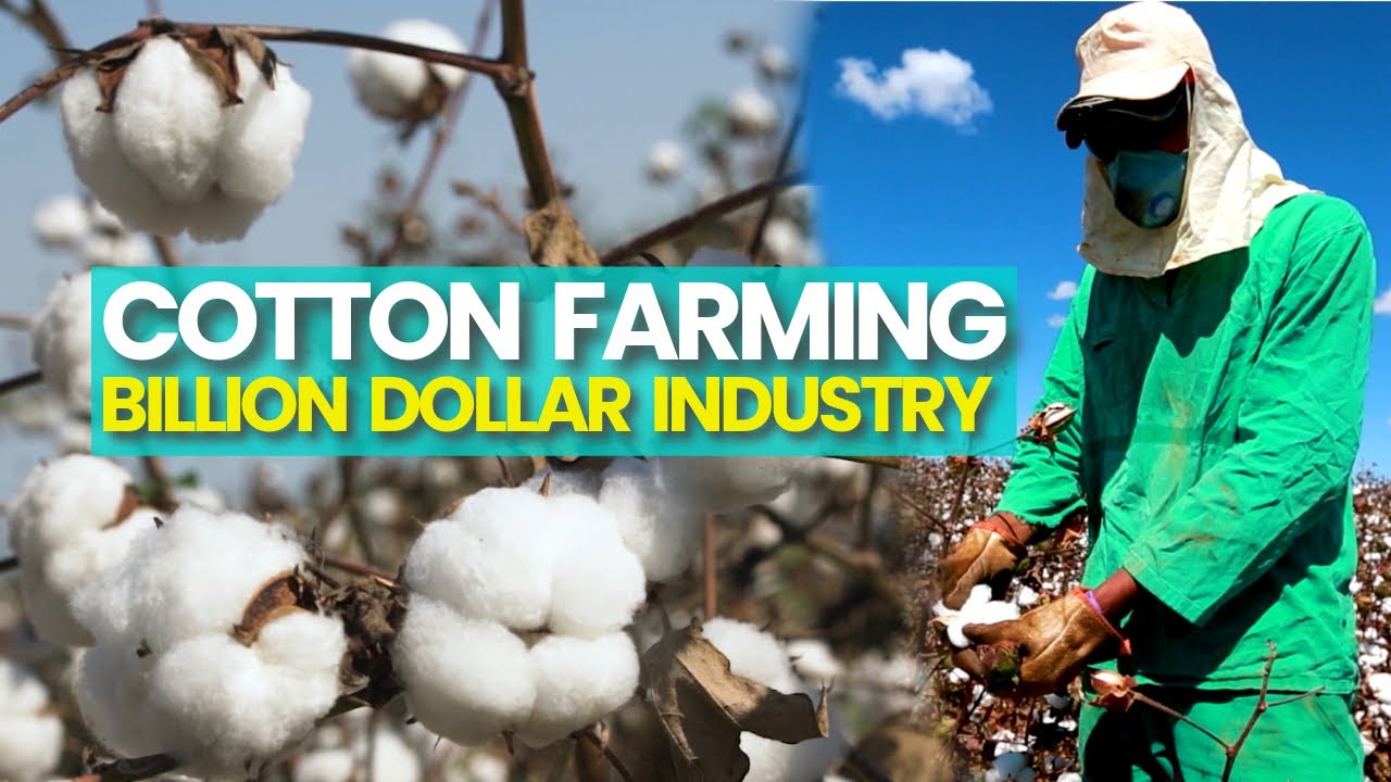 Cotton Farming Billion Dollar Industry