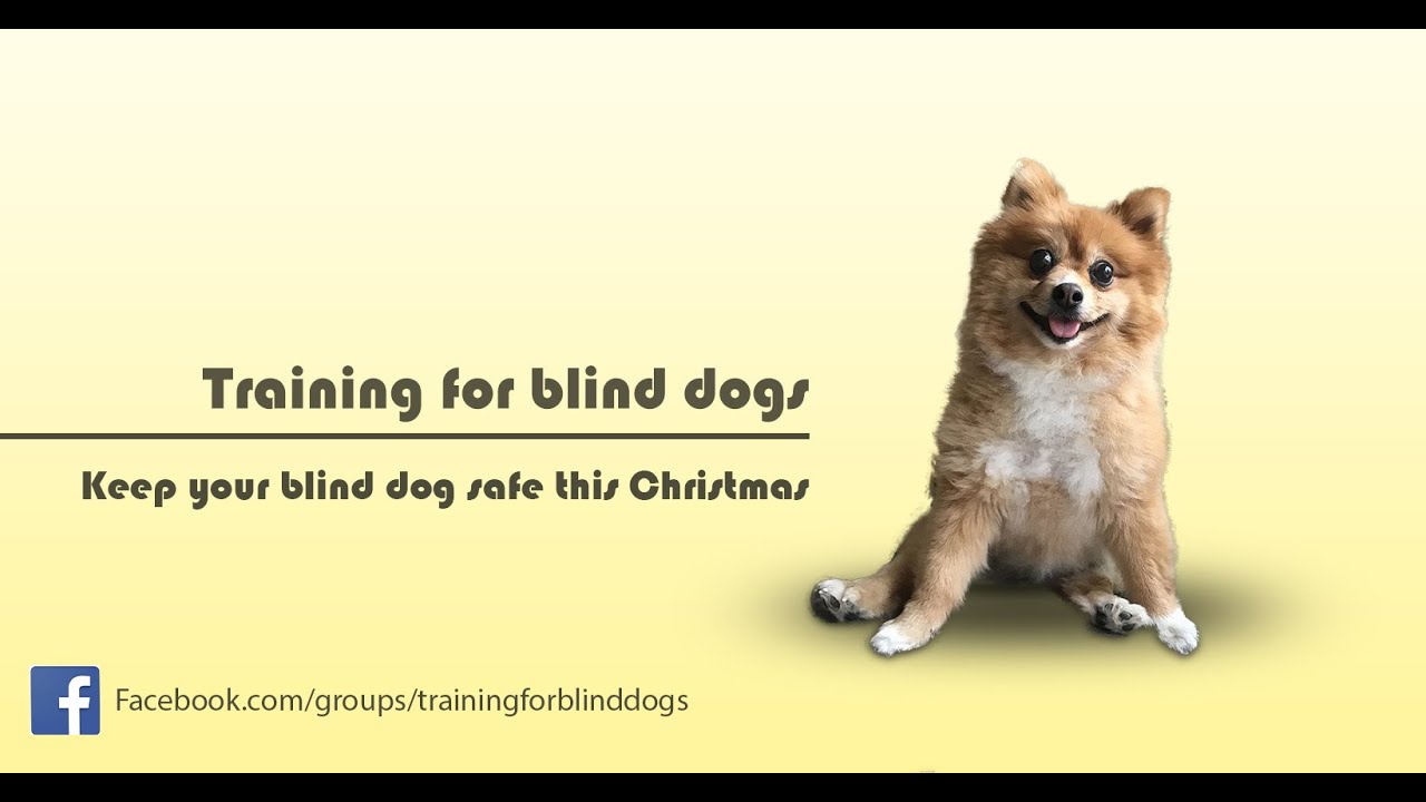 Keep your blind dog safe this Christmas