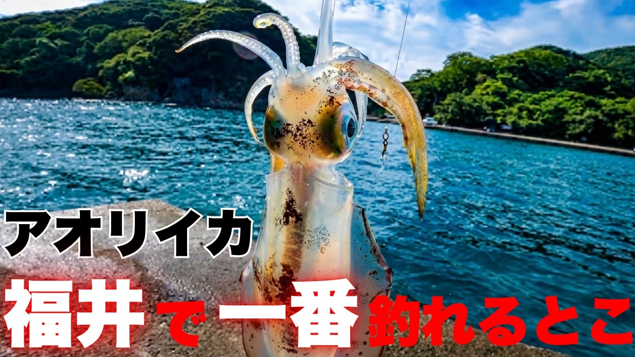 【エギングでイカ連発】秋イカ開幕！！日中でも爆釣するエギとカラーもご紹介、アオリイカの数釣りシーズンに出かけよう！