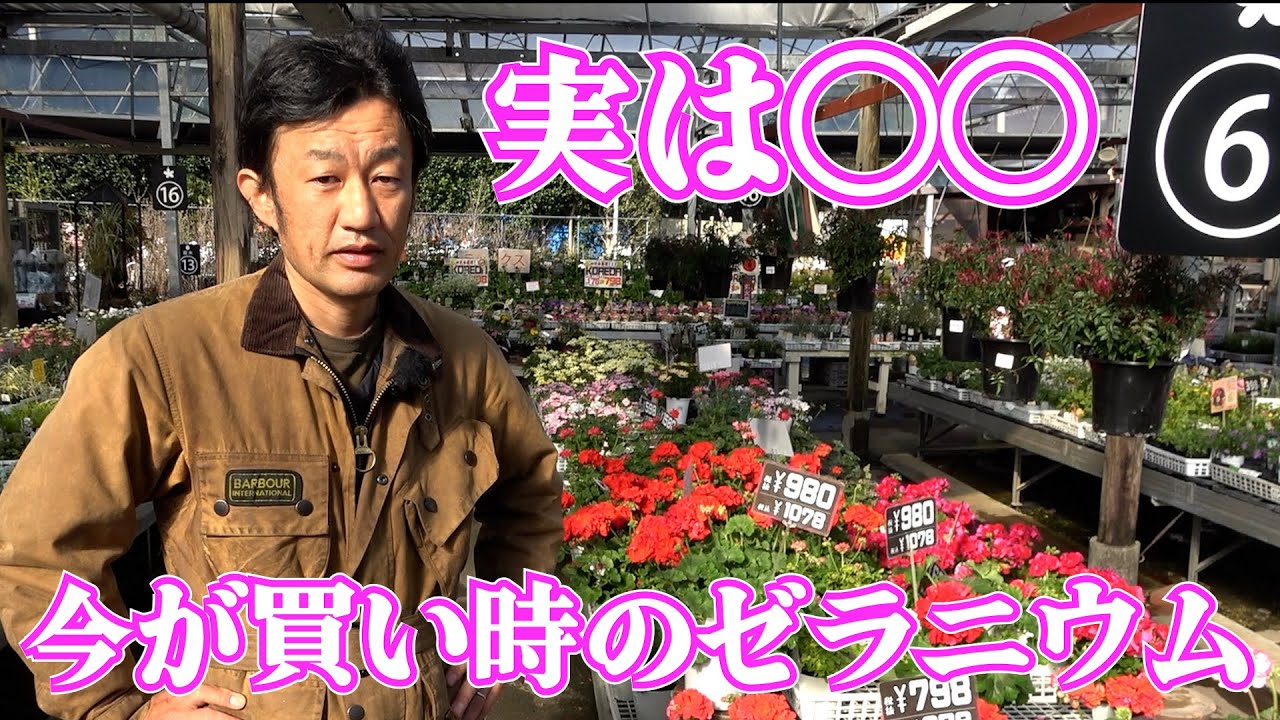 【ゼラニウム】買う時のコツは〇〇です【カーメン君】【園芸】【ガーデニング】