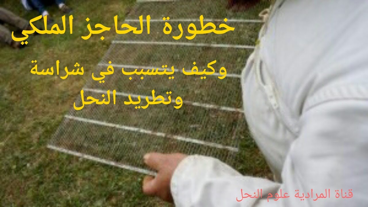 متى يصبح الحاجز الملكي إعاقة ومشكلة للنحل ؟؟