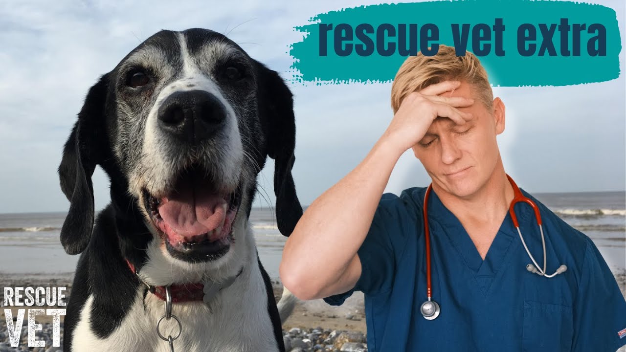 I Had to Rehome My Rescue Dog: Dave's Story | Rescue Vet Extra with Dr Scott Miller