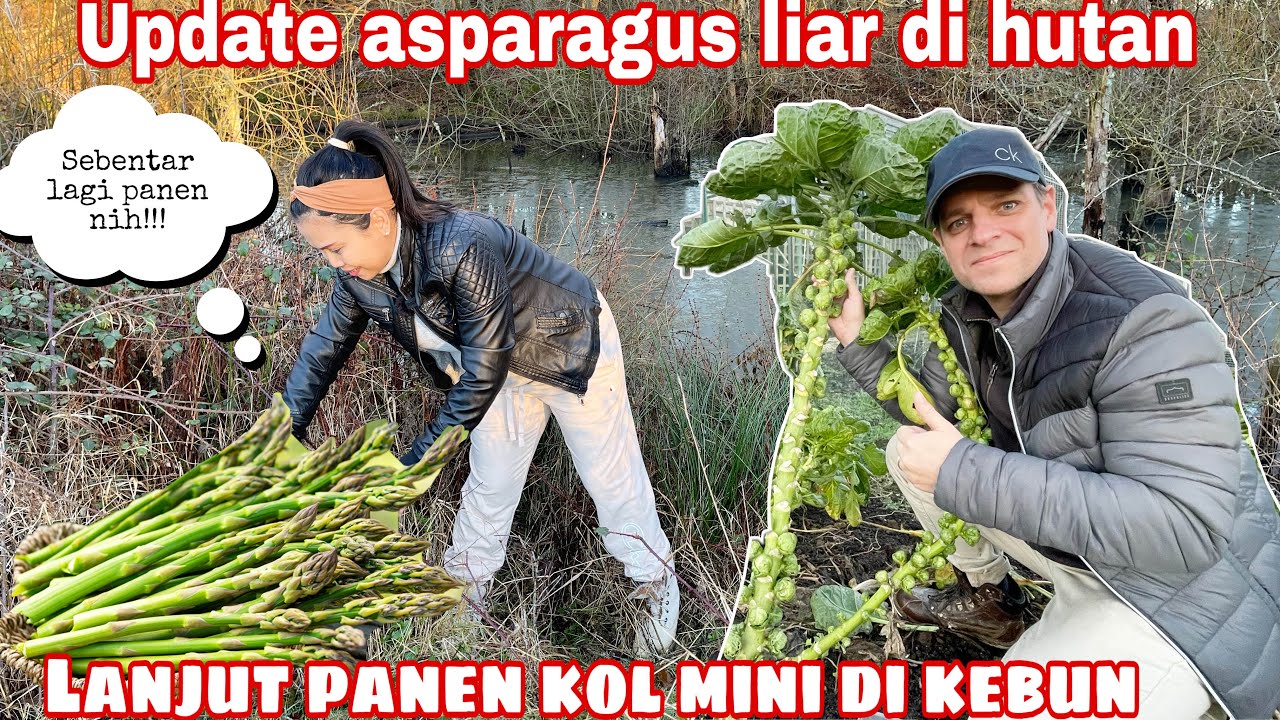 UPDATE ASPARAGUS LIAR DAN WILD GARLIC DI HUTAN || LANJUT PANEN KOL MINI DI KEBUN