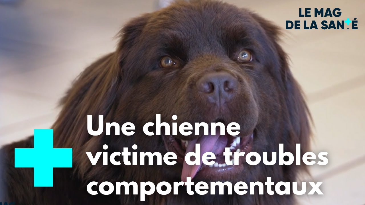 À l'école des vétérinaires de Lyon 3/5 - Le Magazine de la Santé