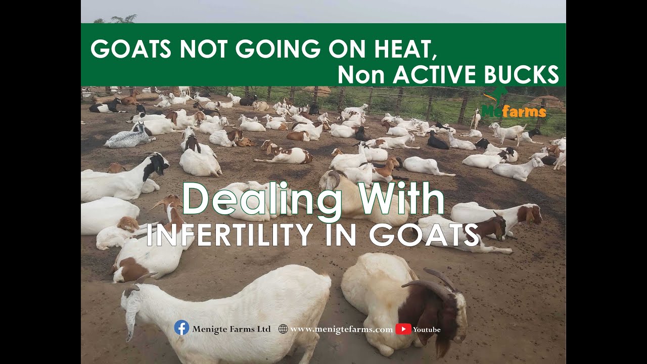 Causes & How to Deal with Infertility In Goats- Menigte Farms Ltd
