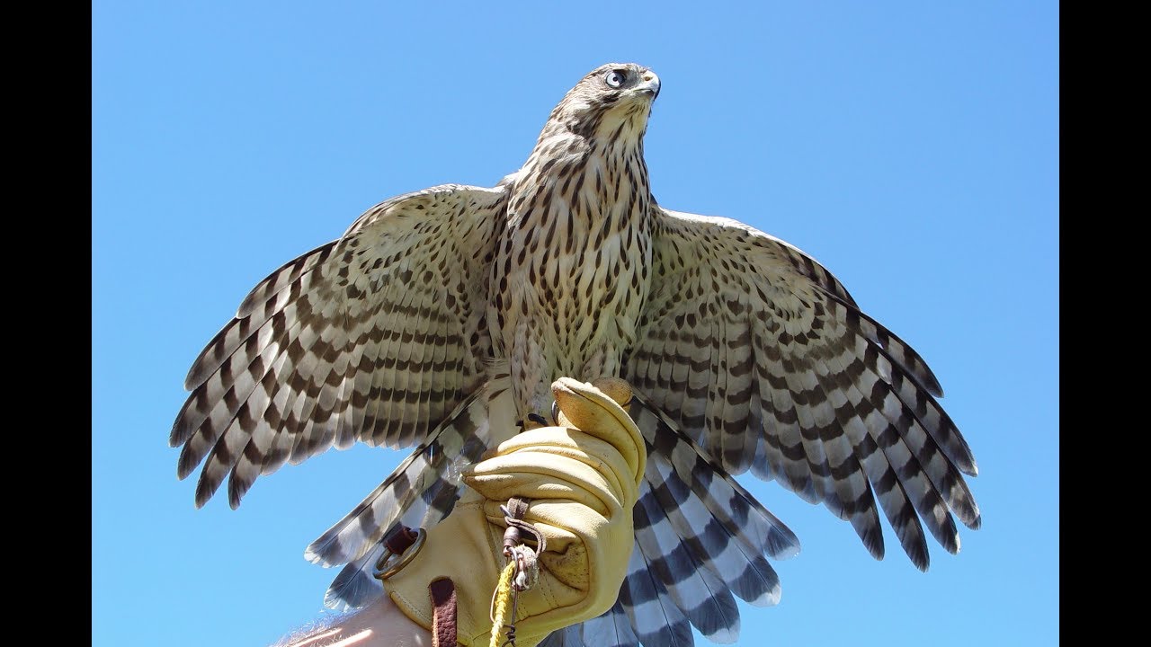 Coopers hawks in falconry