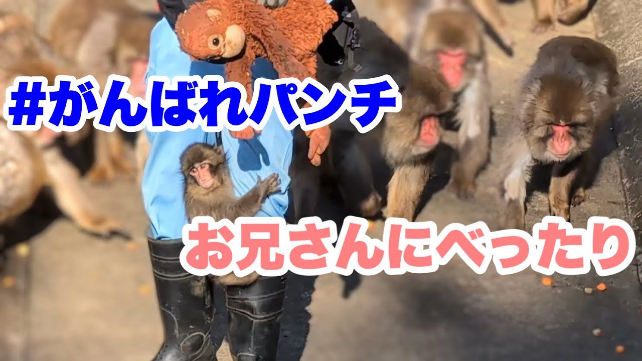パンチくん、飼育員のお兄さんにべったり（Punch-kun is clinging to the zookeeper）　2026.03.10 市川市動植物園