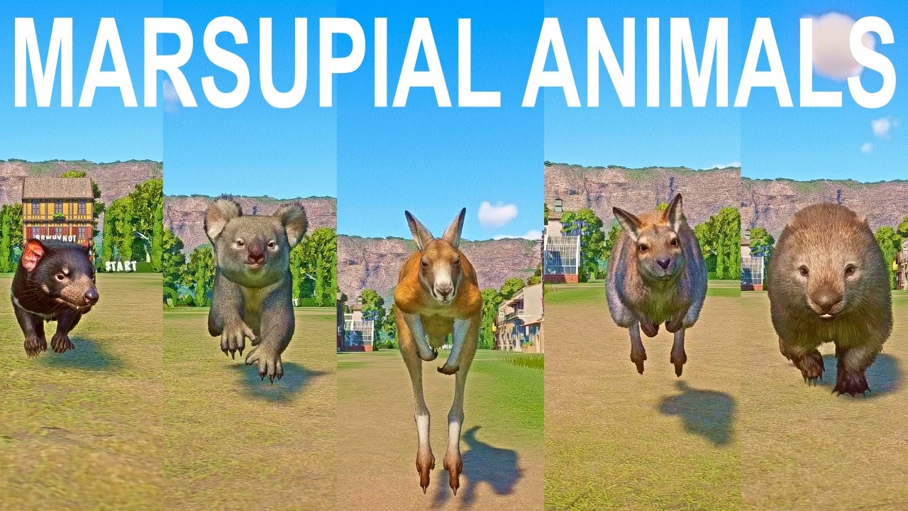 В зоопарке Planet Zoo проходит скоростная гонка сумчатых животных, в которой участвуют тасманийск...