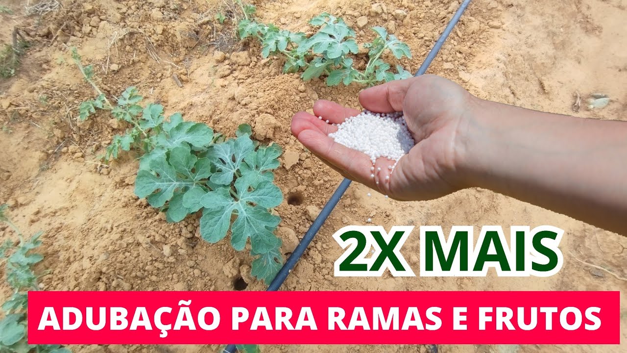 COM ESSES 2 ADUBOS TENHA MUITOS FRUTOS E RAMAS GROSSAS