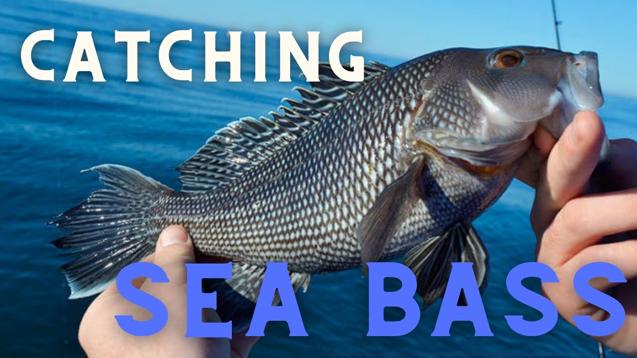 How To Catch Sea Bass | Adrian Avena Tips and Techniques