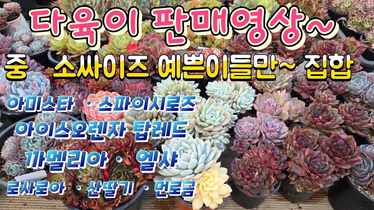 3/20 판매영상 요청♡ 지금 딱 예쁜 다육이들 로맨스다육 010-2781-1080 
