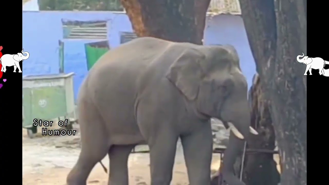 Elephant funny and comedy video 🐘🐘🐘🐘🐘 #elephant #comedy #funnyanimal #shortvideo #subscribe #dubbing
