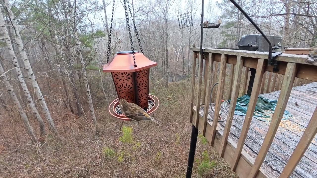 Feeding the birds in the snow.