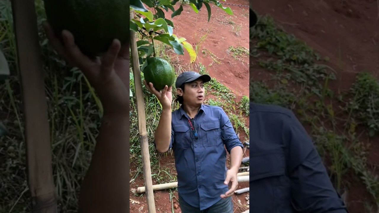 Markus Alpukat Segede bola kaki
