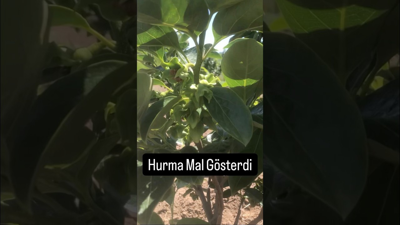 4 Yaş Rojo #megtarım #rojo #brilliante #hurma #garden #bah&ccedil;e #&ccedil;ift&ccedil;i #youtubeshorts #keşfetteyiz