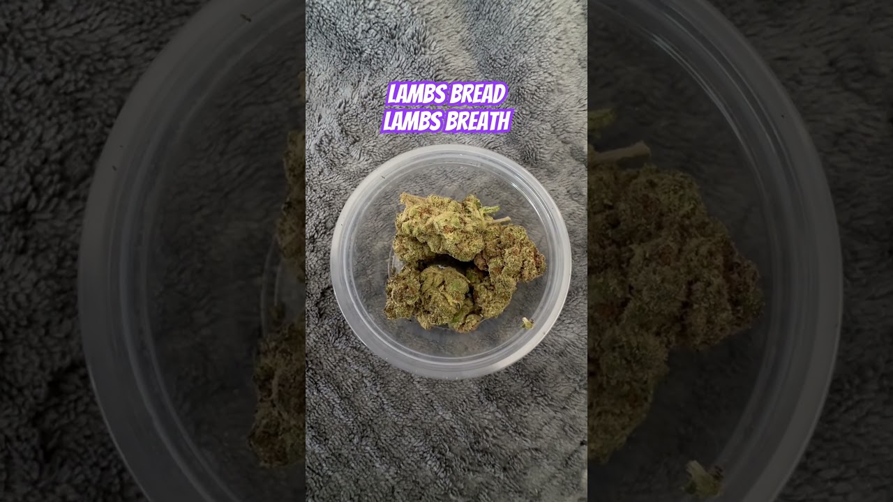Lambs bread / lamb breath strain review