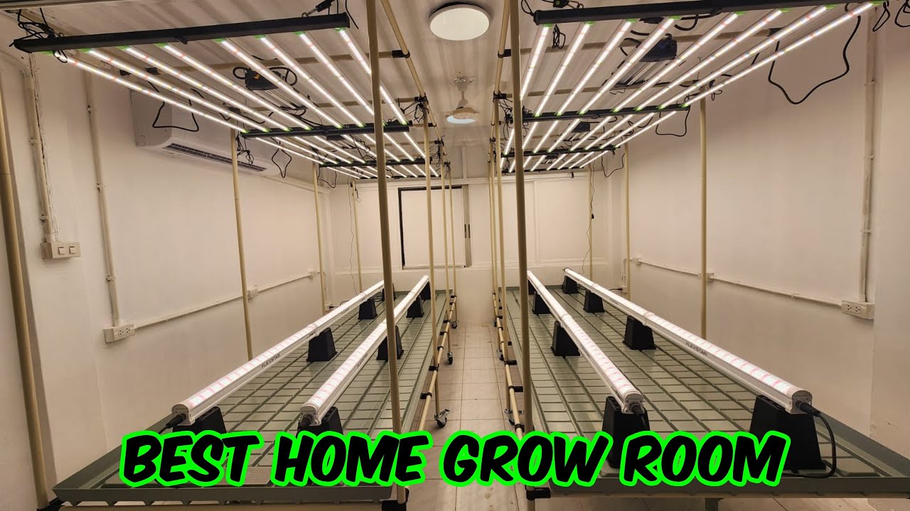 BEDROOM INTO 6 LIGHT GROW ROOM!!! PART 2 TERPY HIGHS