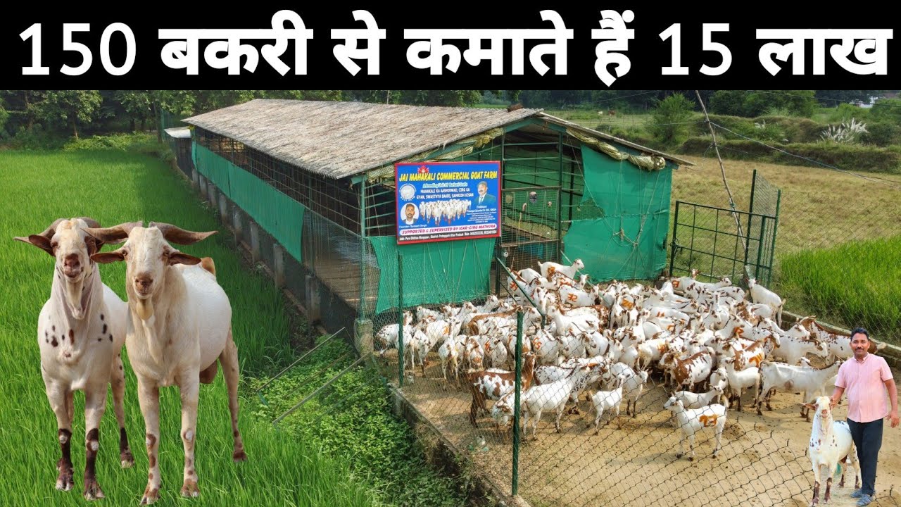 ऐसा शानदार Elevated Goat Farm देखकर मजा आ जाएगा | Barbari Goat Farm | Goat Farming