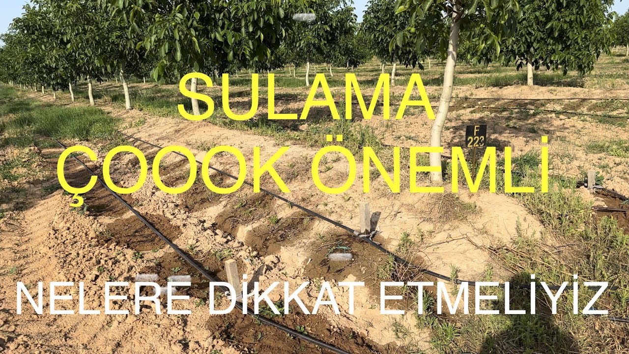 SULAMA ÇOOOOK ÖNEMLİ. SULAMA SİSTEMİ NASIL OLMALI NELER YAPMALIYIZ. Ceviz Adam Ahmet