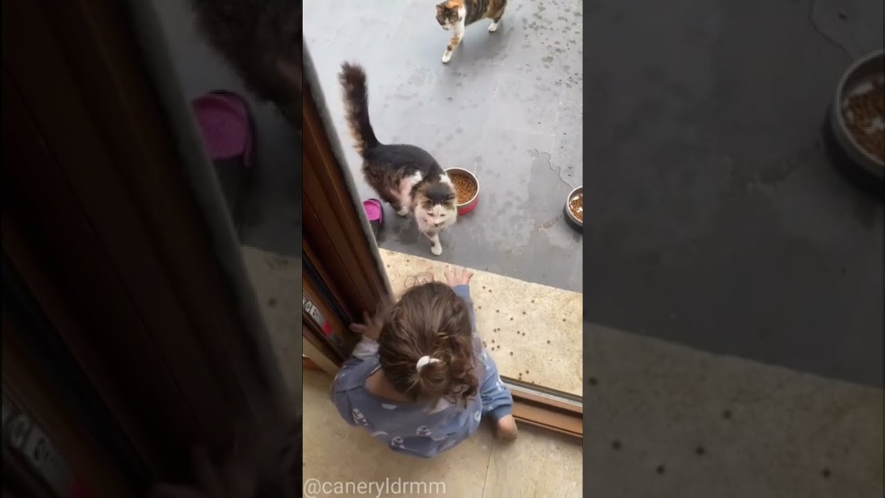 Caner Yıldırım story Mavi kedileri besliyor
