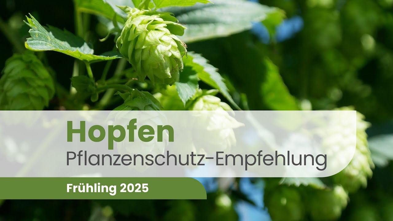 Hopfenpflanzenschutz: Diese 3 Mittel machen den Unterschied! | Hopfen 2025