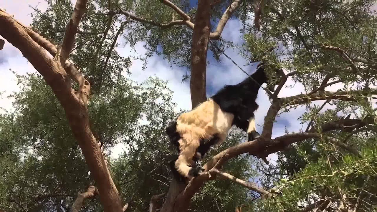 TREE GOATS 2 (climbing up a tree)