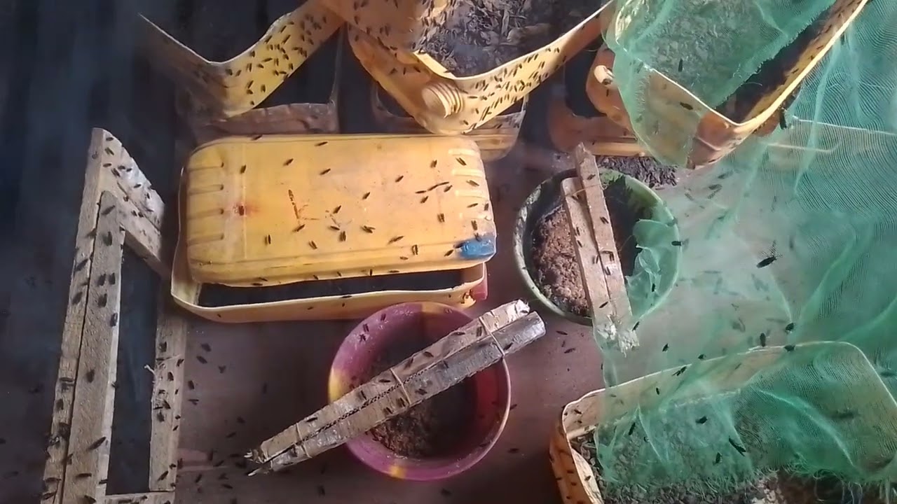 How to build Black soldier fly love cage and what to consider