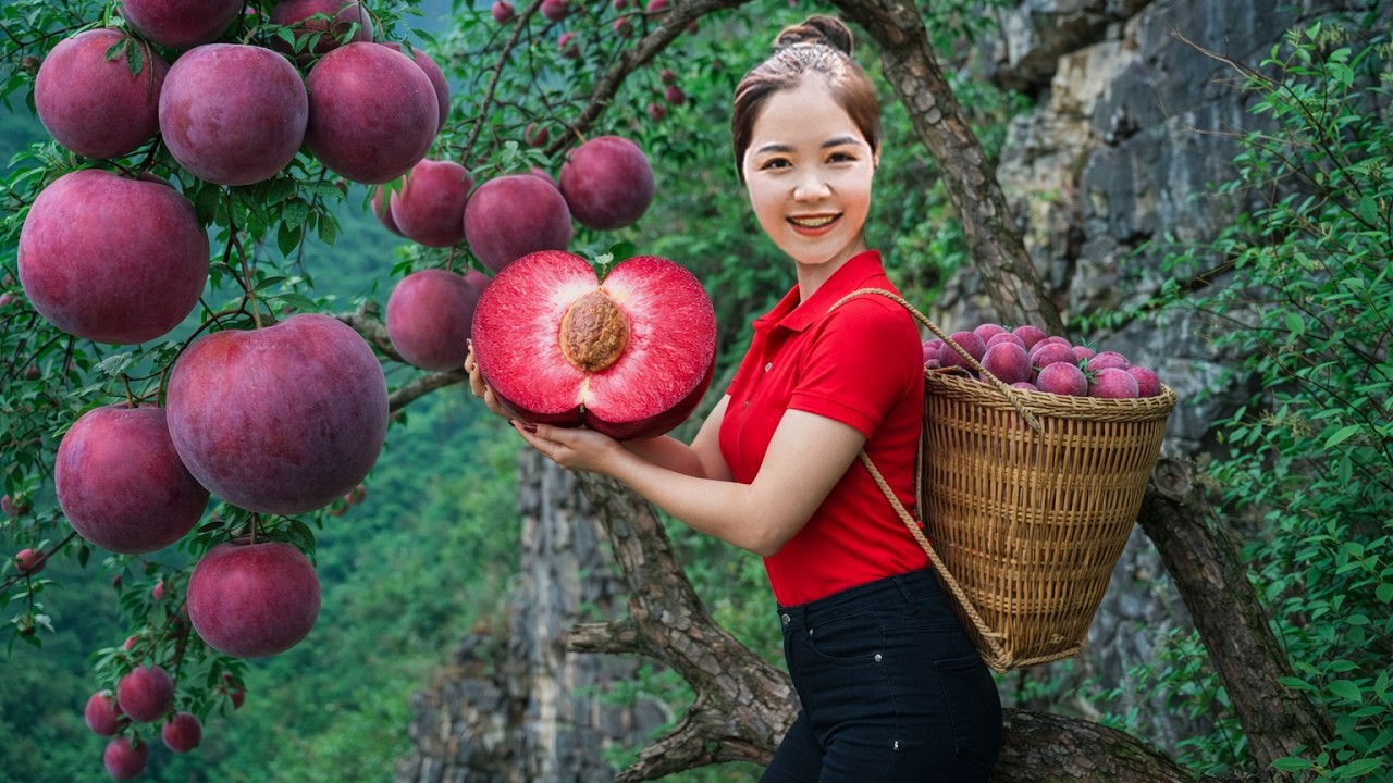 Harvesting 1000+Kg Giant Wild Plums in The Forest Goes To Market Sell