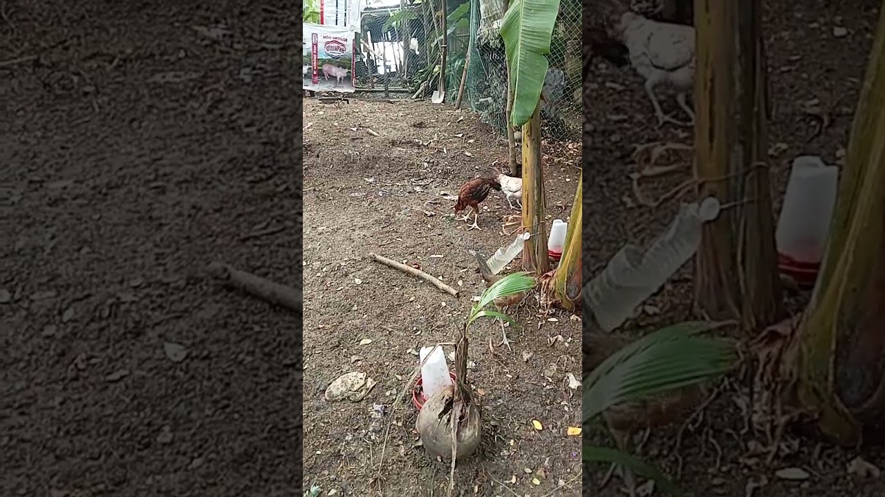 Native Hens: Nature’s Hardy Layers