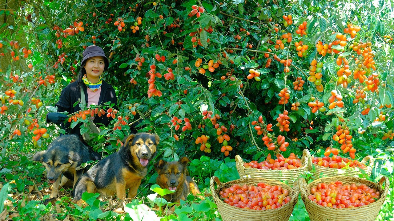 Harvest Red Silverberries To Sell At The Market, Plant Tomatoes, And Stake Tomato Plants.