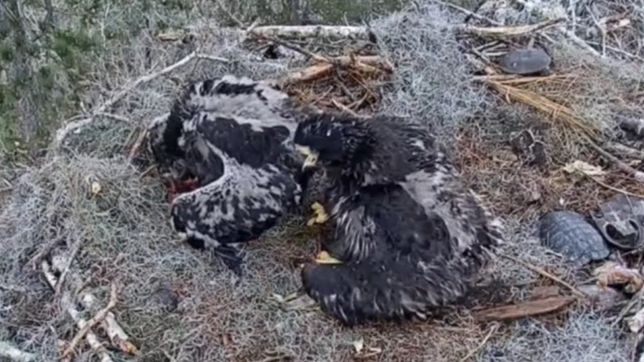 Dad brings bird leg, small eaglet claim it | Kisatchie National Forest E-1 | Mar 8, 26
