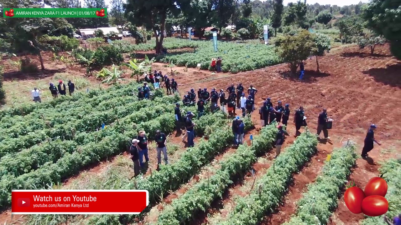 AMIRAN KENYA LAUNCH ZARA F1 TOMATO VARIETY.