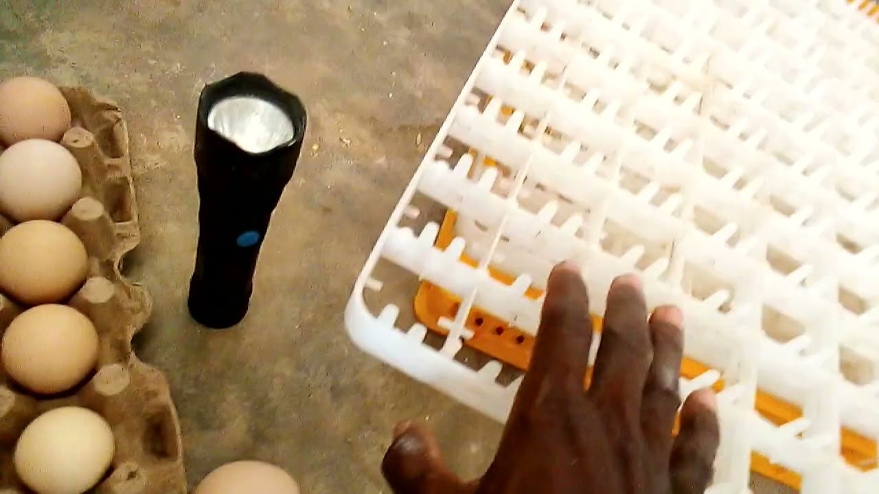 Fait ceci avant d'incuber les oeufs