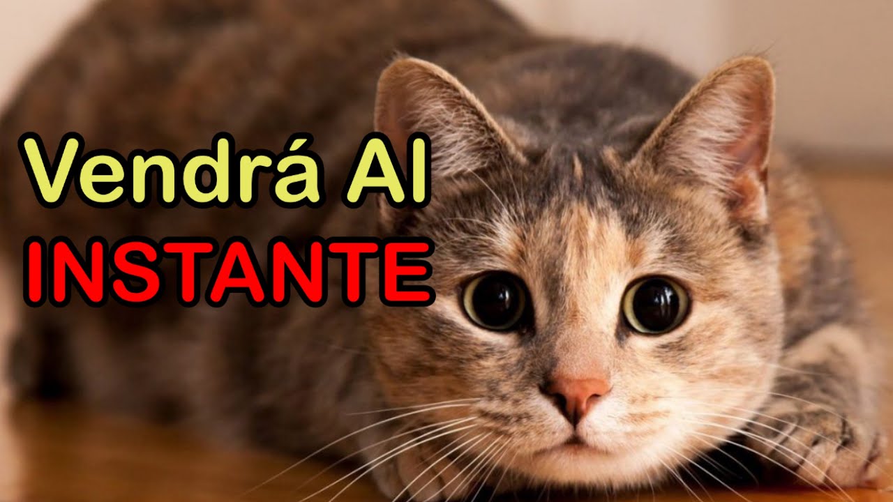 Este SONIDO ATRAER&Aacute; a Tu Gato | Atraer GATOS PERDIDOS o Que No QUIEREN SALIR