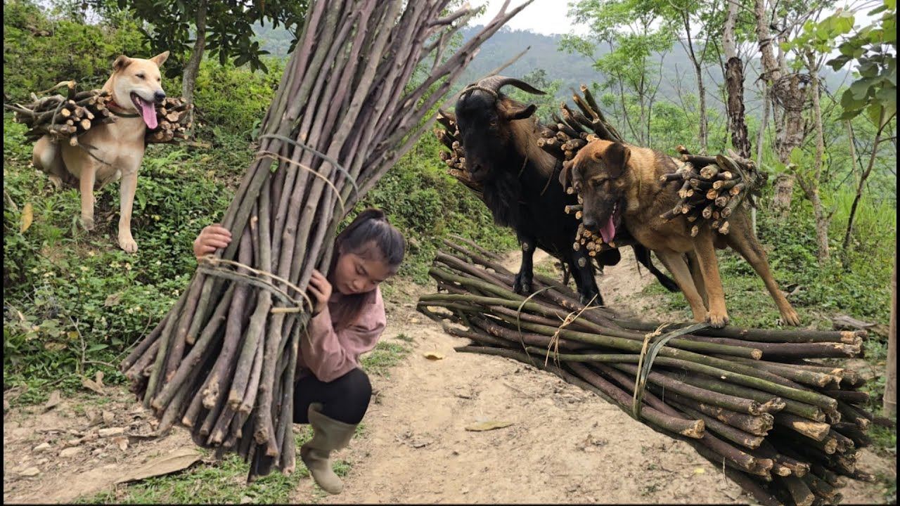 Vietnamese girl gets help from dog and goat to carry firewood home - ha thi mu&ocirc;n