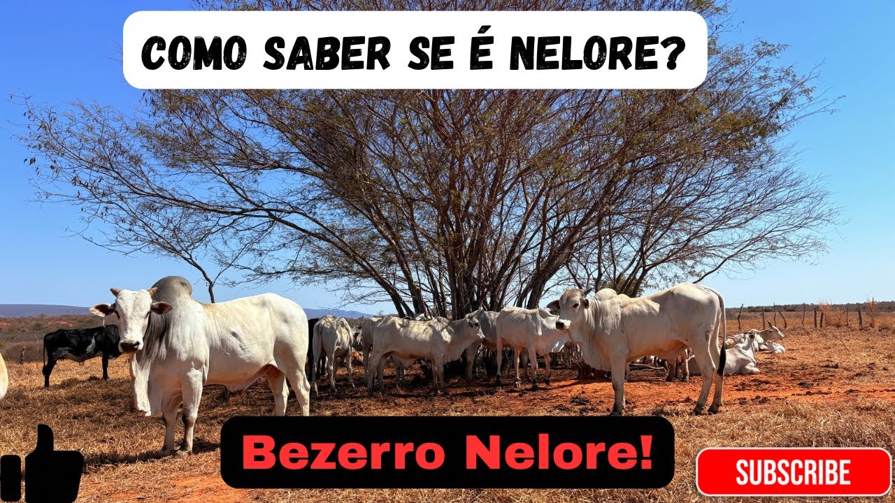 Como saber se é Nelore/ como identifica um bezerro nelore!