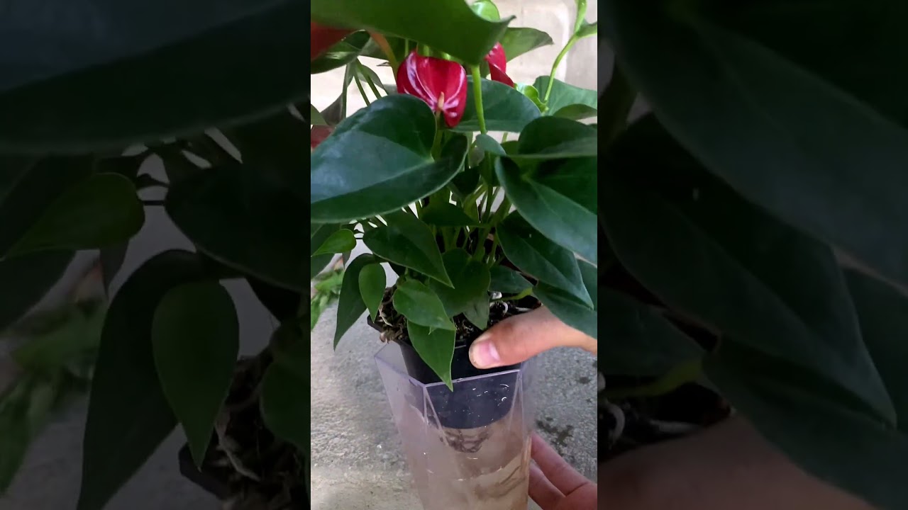 Tips for growing anthuriums #shorts #anthurium