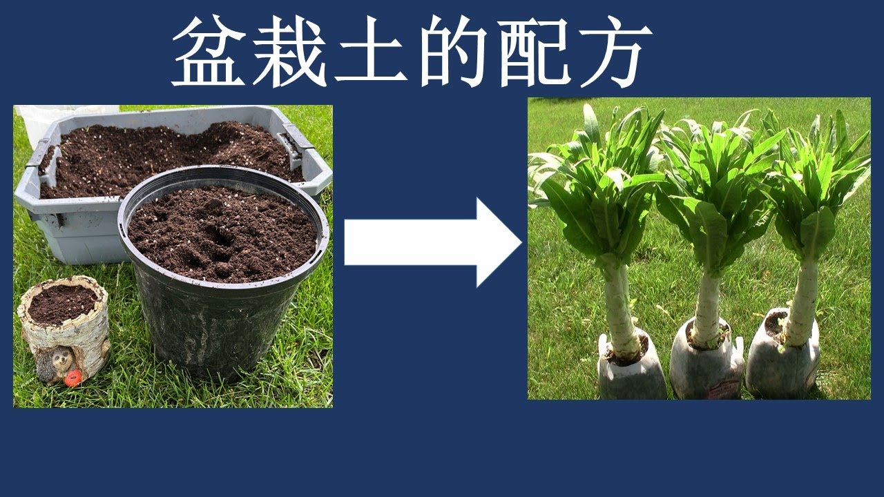 这个盆栽土配方，蔬菜健康又高产