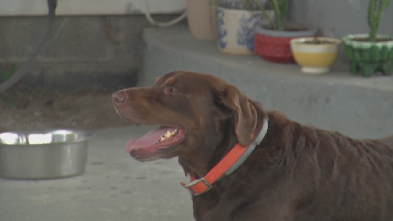 Dog fetches reward for helping capture escaped inmate Michael Burham