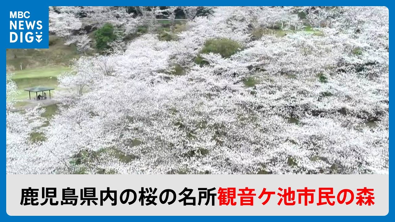 いちき串木野市・観音ケ池市民の森(MBCニューズナウ 2024年4月3日放送)