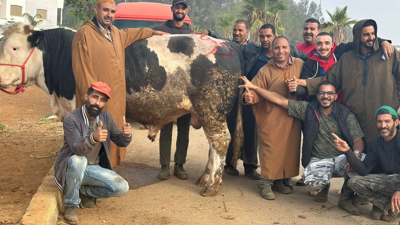 قصدوني يوم ناس خديت لهم عود همزة بوريقات و دخلت رحبة بقري بلبلتها اكبر عجل في مغرب