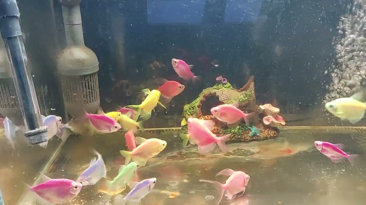 Relaxing Aquarium Fish Tank Sounds no music
