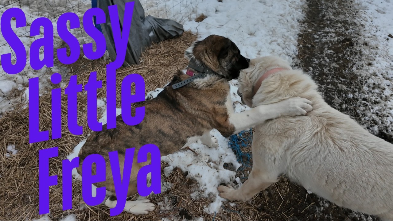 Livestock Guardian Dog Drama & Checking In on Baby Fern 🐕🐑🐄