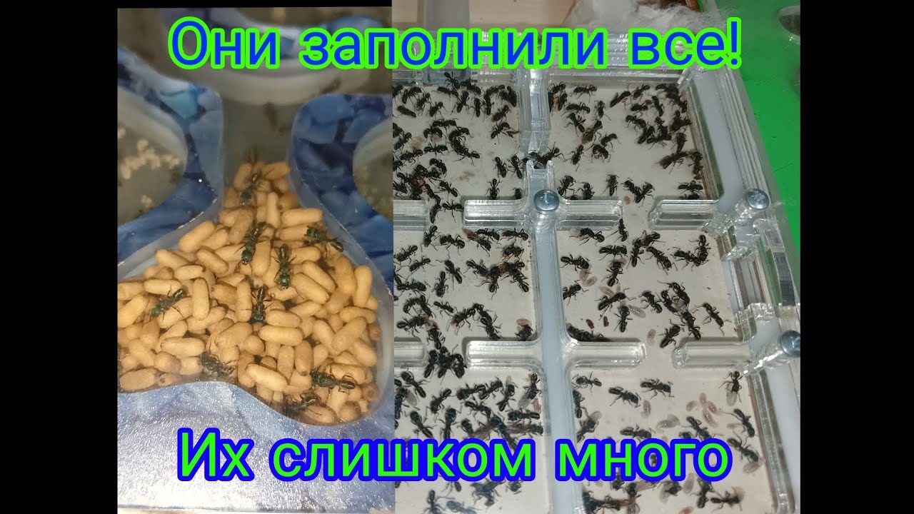 Ритидапонер битком! подключение жилого блока для Rhytidoponera metallica зеленоголового муравья