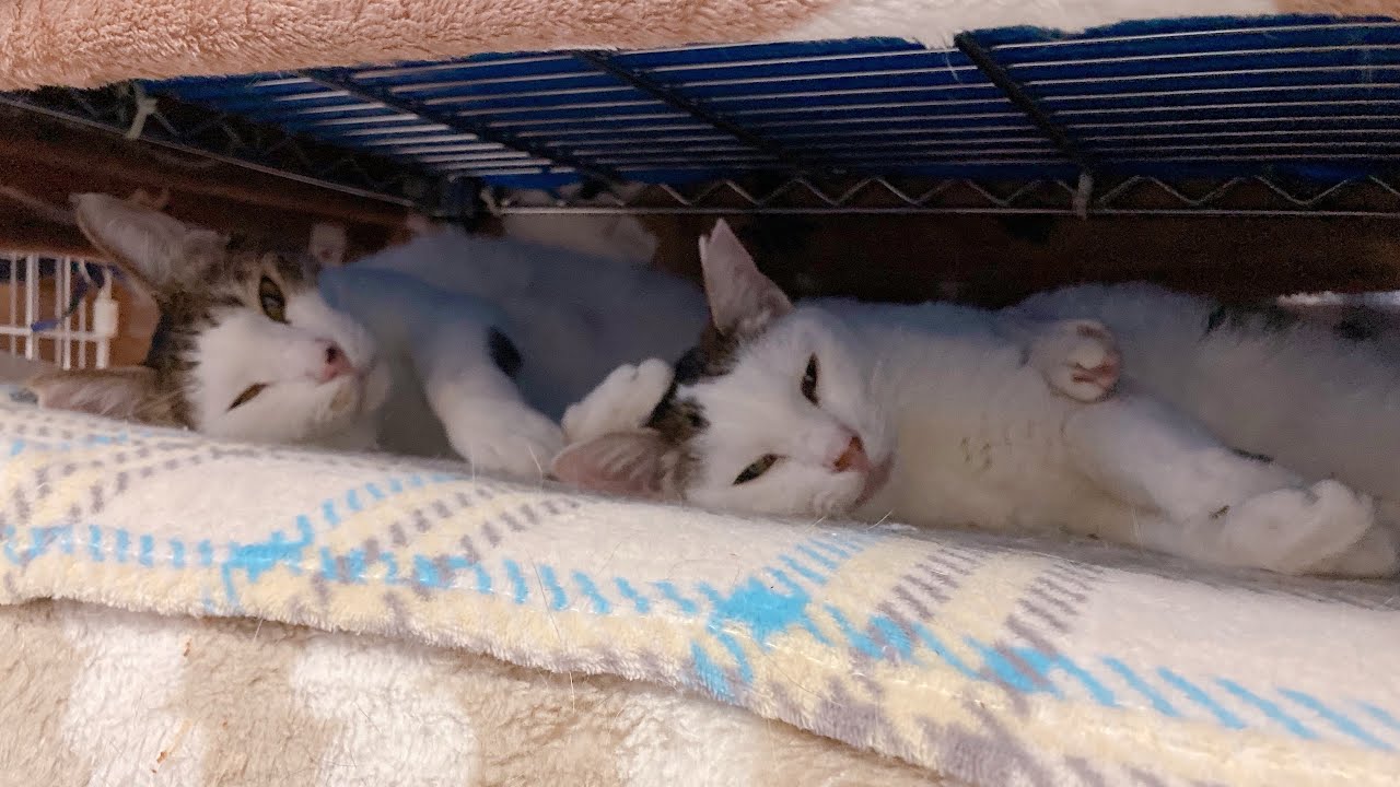 【猫のいる暮らし】おやすみなさい【老猫】【元野良猫】