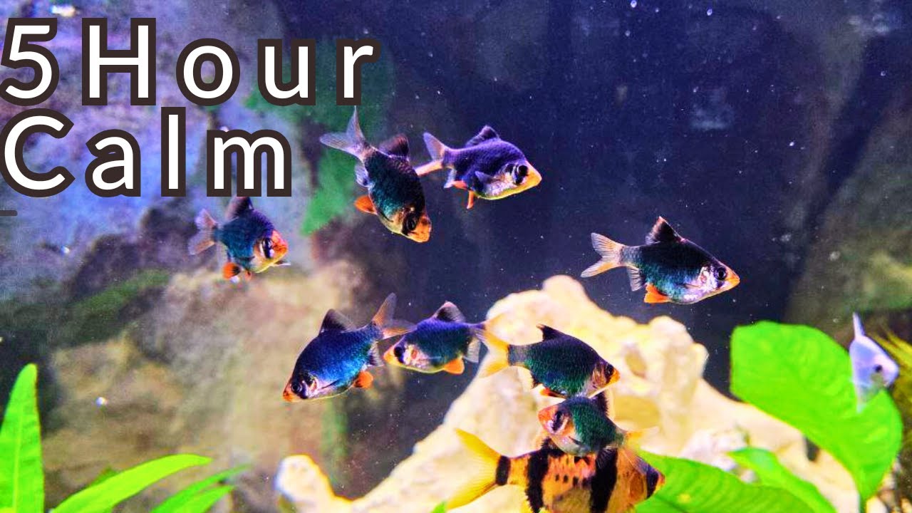 5 Hour ~ Calming Aquarium for Deep Relaxation: NO Loop | Water Sounds | Sleep & Study- (4H/ 50M)