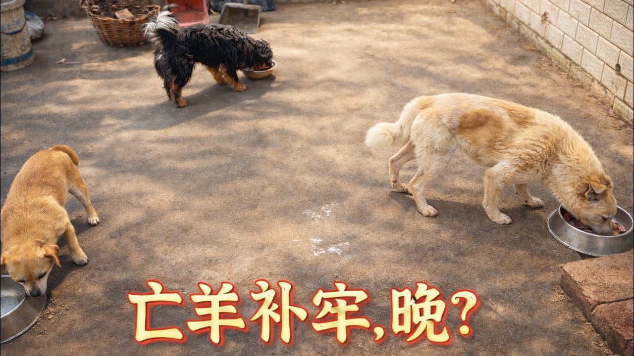 用剪刀把肉肠一片一片切开，给小花，小黑，黑豆吃，亡羊补牢及时修正