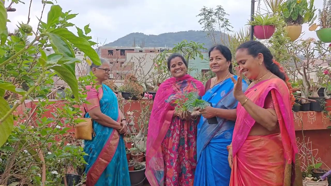 అరుణ గారి గార్డెన్లో అందరికీ పంచటానికి పెంచి విత్తనాల వివరాలు #మాబుజ్జితోటఛానల్ 